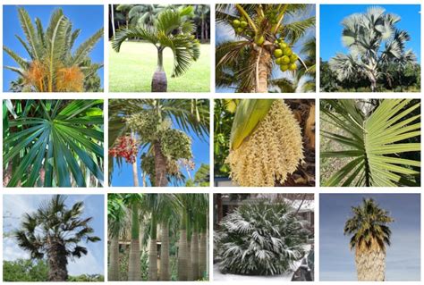 25 Types Of Palm Trees With Pictures For Easy Identification.